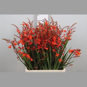 Crocos Red King