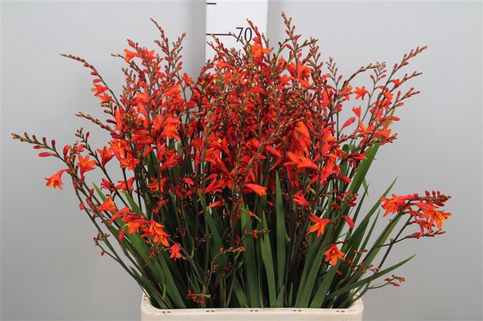 <h4>Crocos Red King</h4>