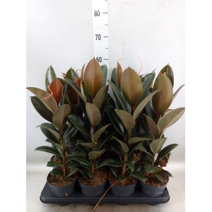 Ficus elastica 'Melany'