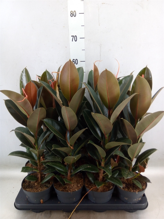 <h4>Ficus elastica 'Melany'</h4>