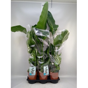 Strelitzia nicolai