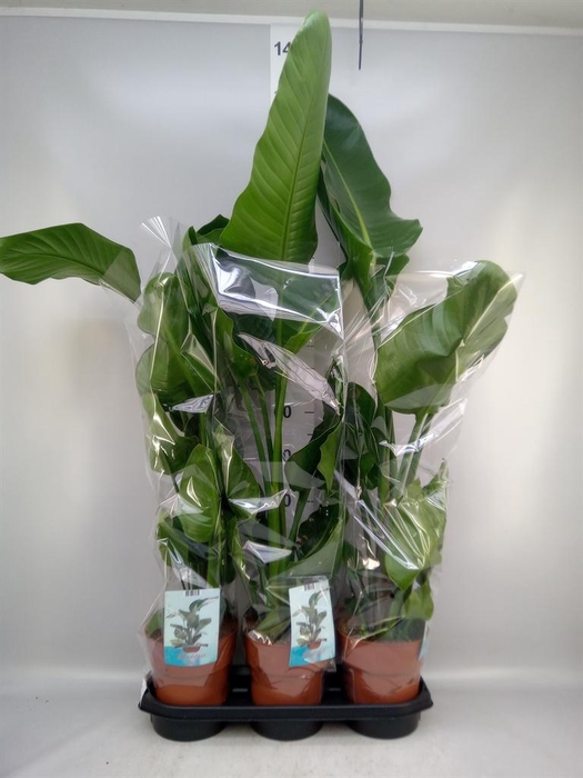 <h4>Strelitzia nicolai</h4>