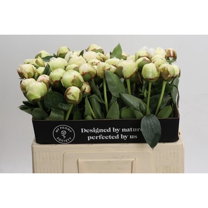 Paeonia Bowl Of Cream