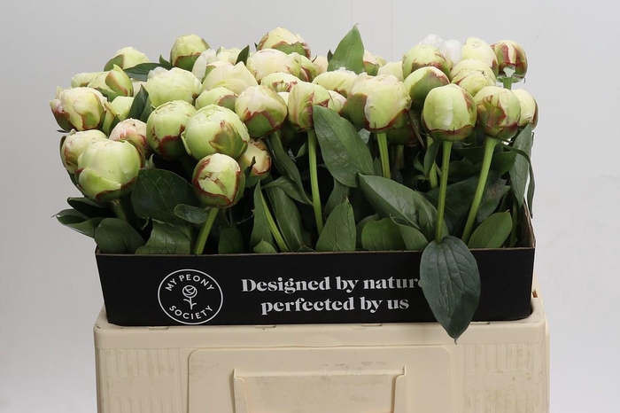 <h4>Paeonia Bowl Of Cream</h4>