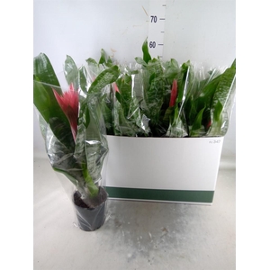 Aechmea fasciata 'Primera'