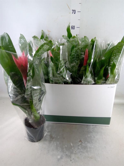 <h4>Aechmea fasciata 'Primera'</h4>
