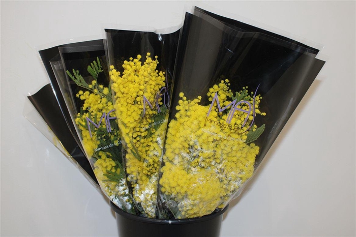 <h4>Mimosa Mirandole 150gr P Bunch</h4>