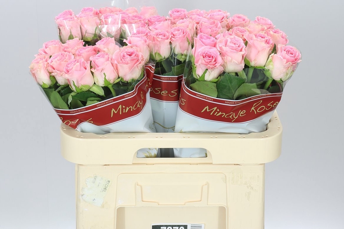 <h4>Rosa Gr Seductive</h4>