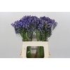 Agapanthus Blue Heaven