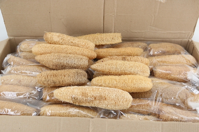 <h4>Luffa 15/23cm Bag 10/pcs</h4>