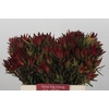 Leucadendron Blush Spray