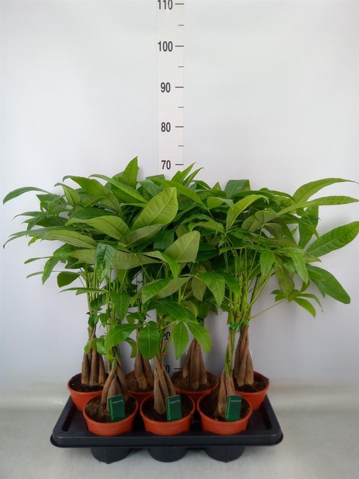 <h4>Pachira aquatica</h4>