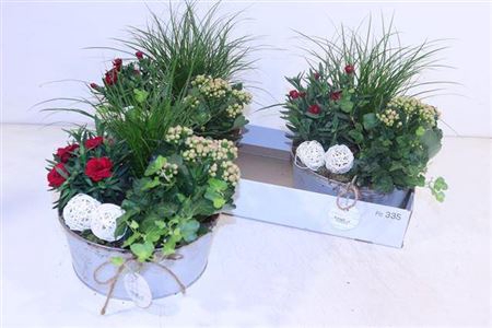<h4>Arr Tuinplanten</h4>