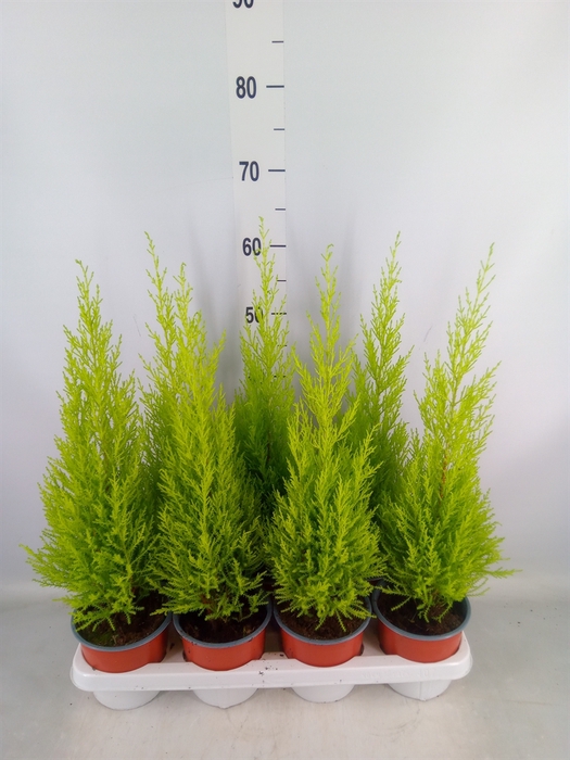 <h4>Cupressus macro. 'Goldcrest Wilma'</h4>