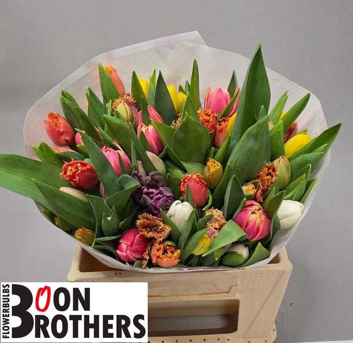 <h4>TU EN GM 4 KLEUREN</h4>