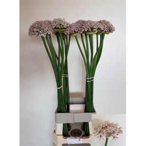 ALLIUM GROOTBLOEMIG