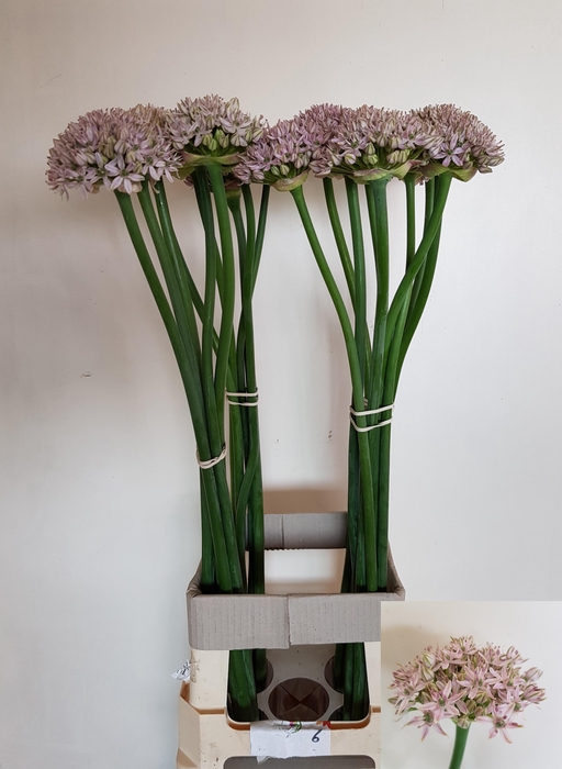 <h4>ALLIUM GROOTBLOEMIG</h4>