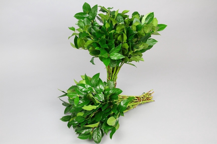 <h4>Salal Tips x12 (air)</h4>