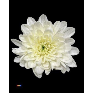 Chr T 2 Kl Baltica Pastel Yellow