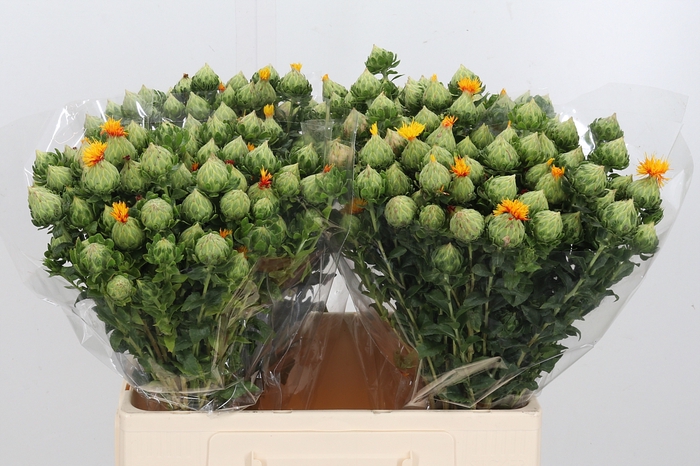 <h4>Carth T Orange Grena</h4>