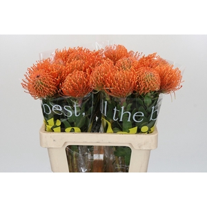 Nutans Ayoba Mandarin Zest