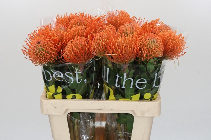 <h4>Nutans Ayoba Mandarin Zest</h4>