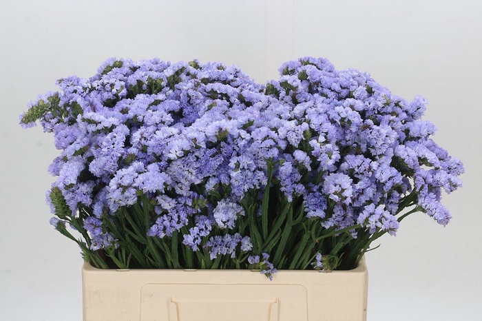 <h4>Limonium Donau Birds</h4>