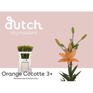 LI AS ORANGE COCOTTE% 3+