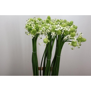 Ornit Saundersiae 90cm