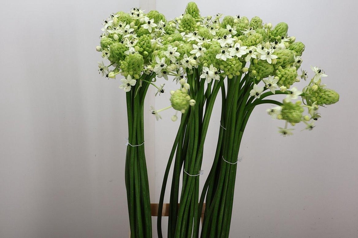 <h4>Ornit Saundersiae 90cm</h4>