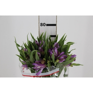 ALSTROEMERIA FLORENTINA 080 CM