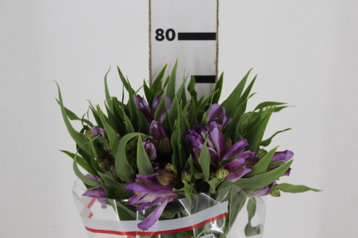 <h4>ALSTROEMERIA FLORENTINA 080 CM</h4>