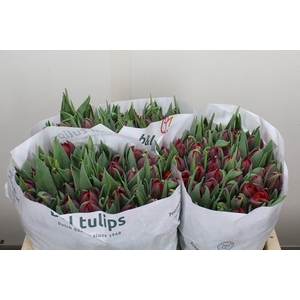 Tulipa DU 'Red Princess'