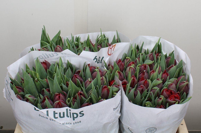 <h4>Tulipa DU 'Red Princess'</h4>