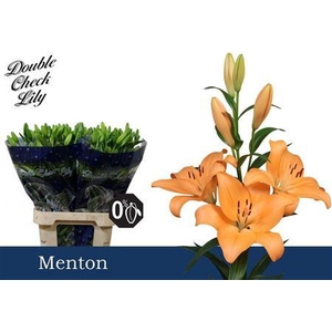 LI LA MENTON 5