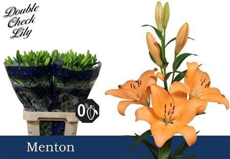 <h4>LI LA MENTON 5</h4>