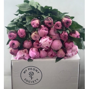 Paeonia Sarah Bernhardt