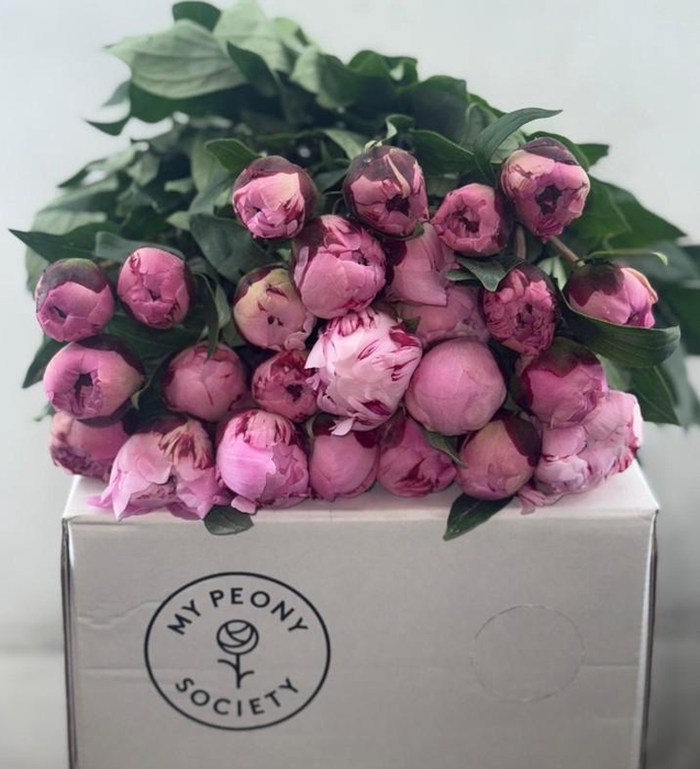 Paeonia Sarah Bernhardt