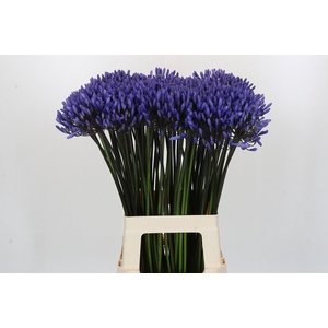 Agapanthus Dr Brouwer
