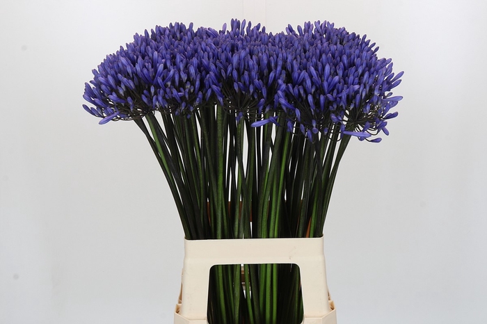 <h4>Agapanthus Dr Brouwer</h4>