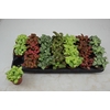 Fittonia   ...mix 7