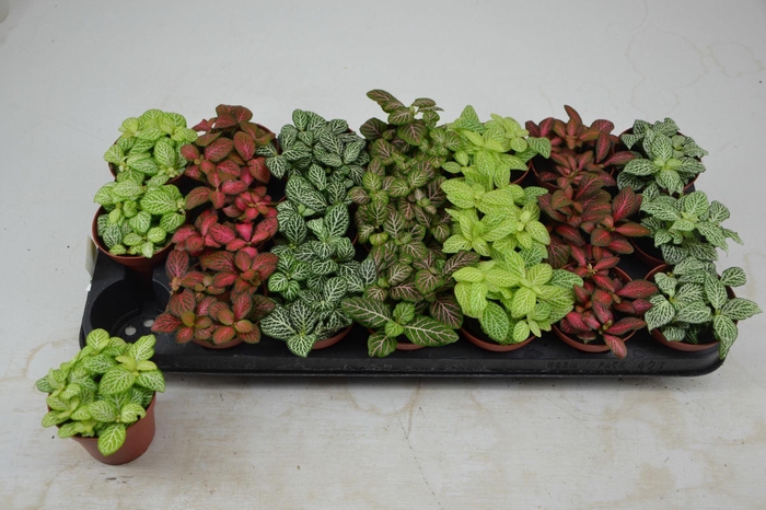 Fittonia   ...mix 7