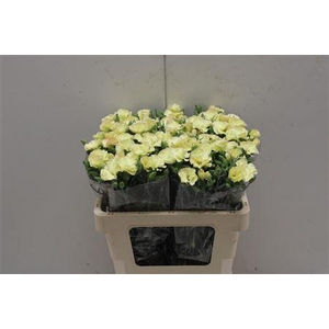 Di Tr Symply Blondfly