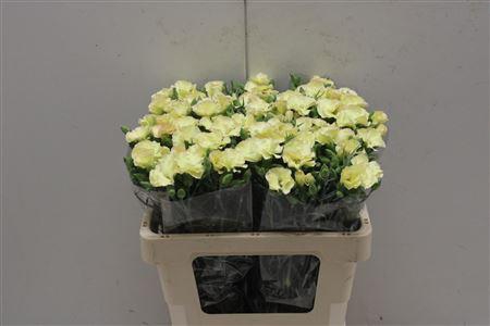 <h4>Di Symply Blondfly</h4>