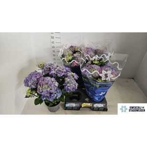 .Hydrangea macrophylla early blue