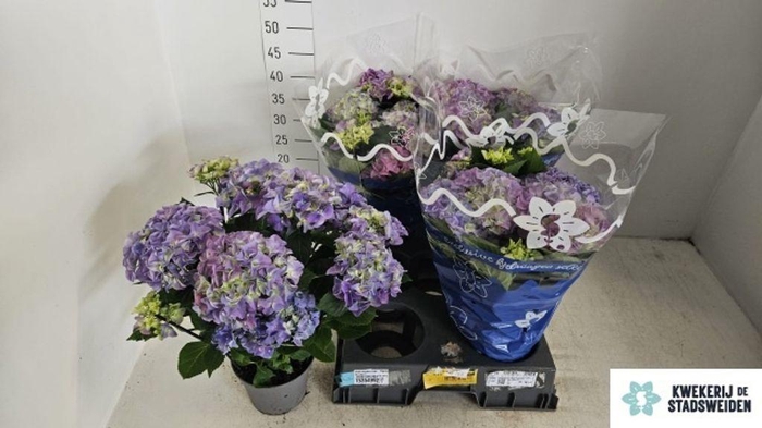<h4>.Hydrangea macrophylla early blue</h4>