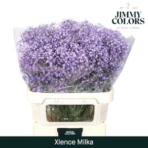 Gyps Grof Milka (dip)