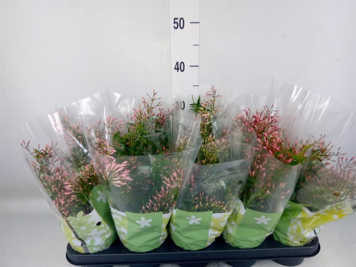 <h4>Jasminum polyanthum</h4>