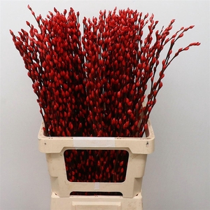 SALIX SN FLA KLB H%