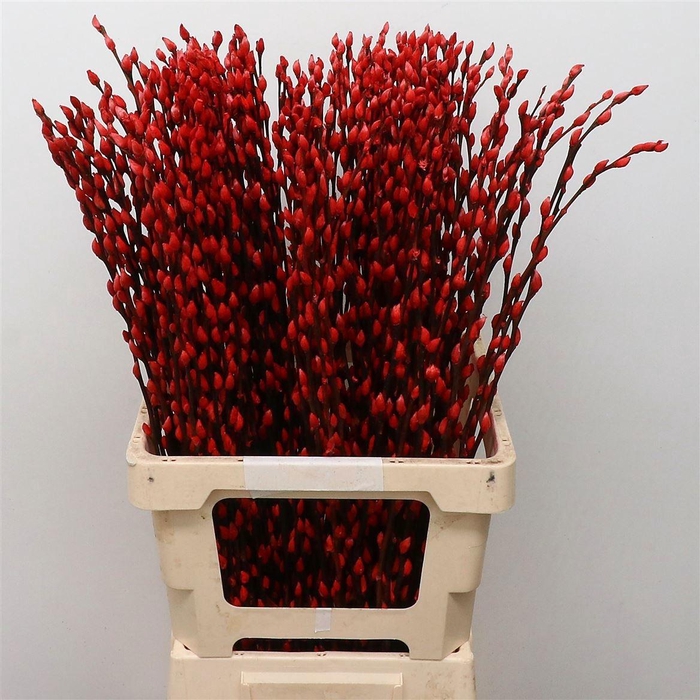 <h4>SALIX SN FLA KLB H%</h4>
